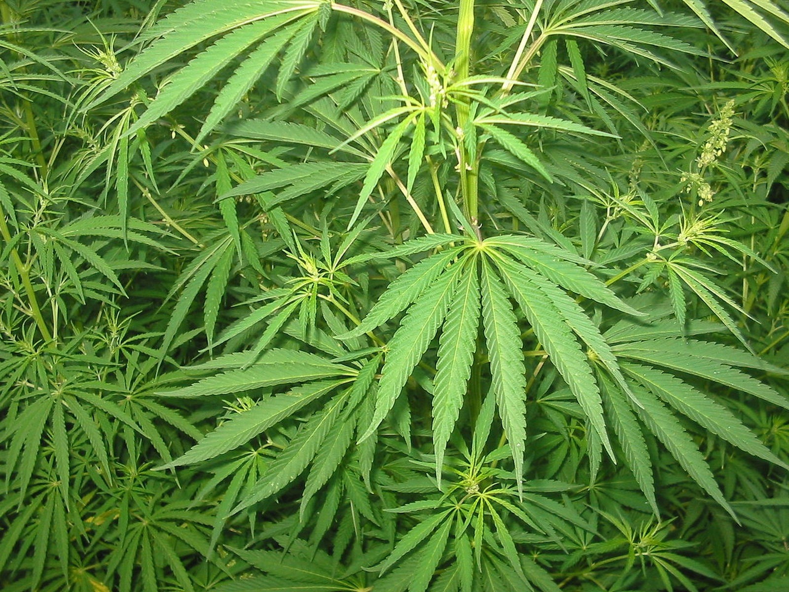Ansiedade: o que é, tipos, como controlar, benefícios da Cannabis